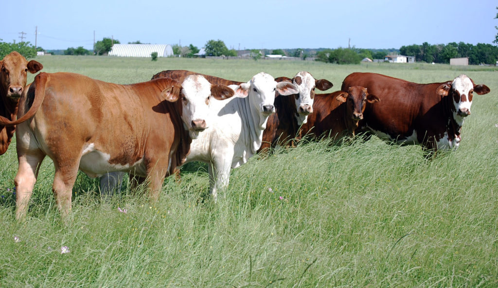 Beef Cattle standing in forage